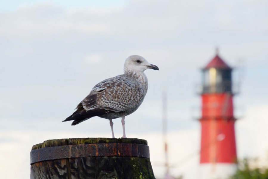 Büsum Nordseeurlaub